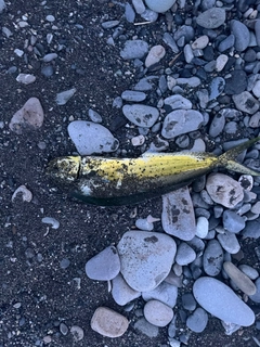 シイラの釣果