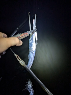 ダツの釣果