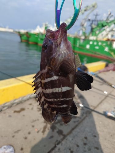 マハタモドキの釣果