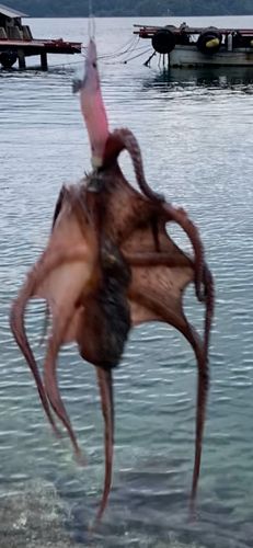 タコの釣果