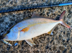 ネリゴの釣果