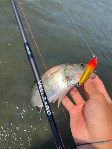 セイゴ（マルスズキ）の釣果