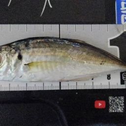 アジ