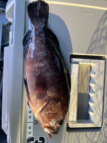 マハタモドキの釣果