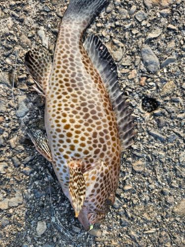 オオモンハタの釣果
