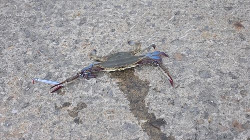 ワタリガニの釣果