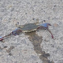 ワタリガニ