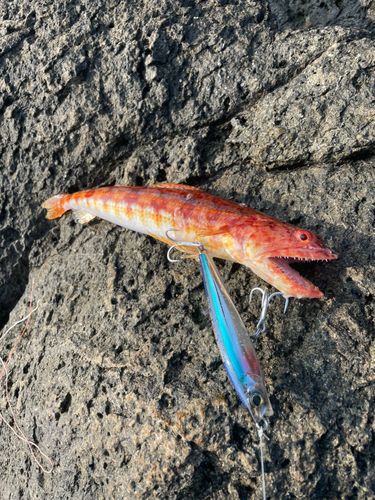 アカエソの釣果