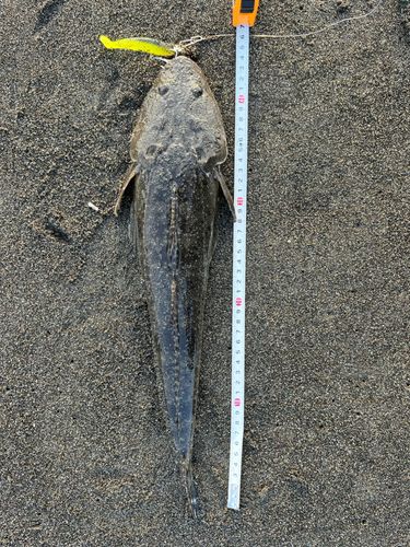 マゴチの釣果