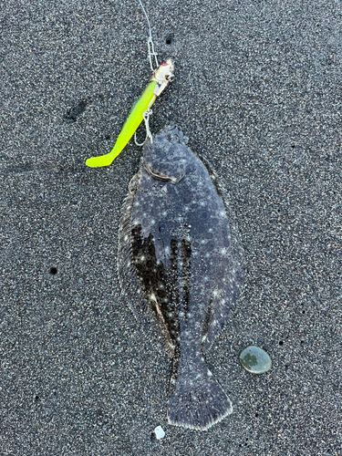 ソゲの釣果