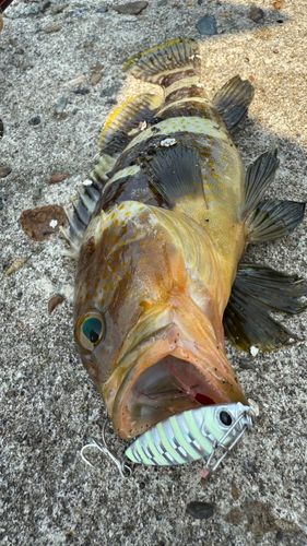 アオハタの釣果