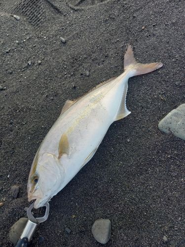 ショゴの釣果