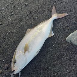 ショゴ