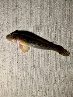 ハゼの釣果