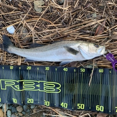 スズキの釣果