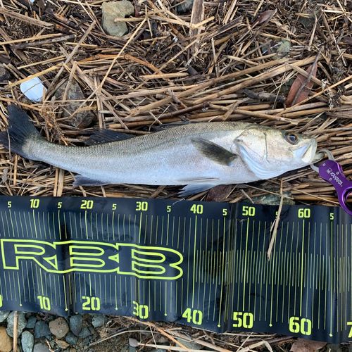スズキの釣果