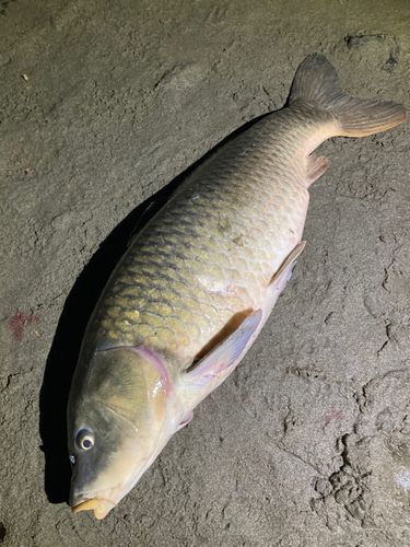 コイの釣果