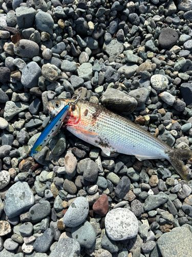 コノシロの釣果