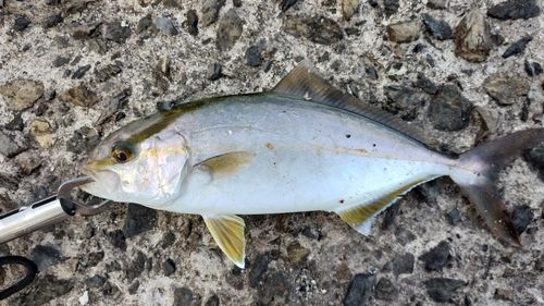 ネリゴの釣果