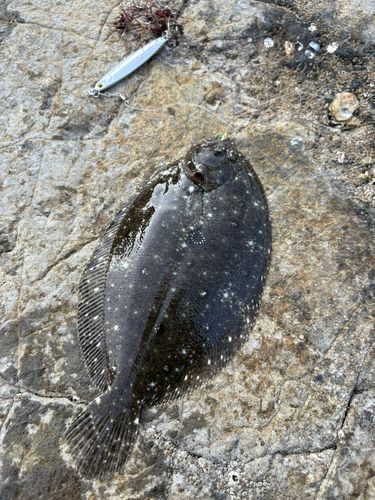 ガンゾウビラメの釣果
