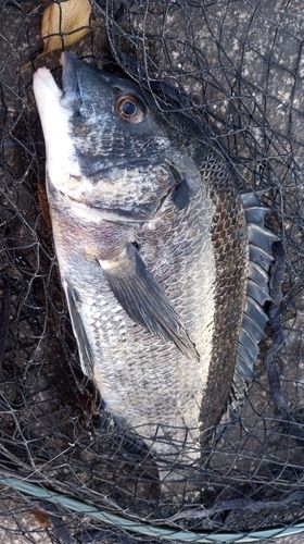 チヌの釣果