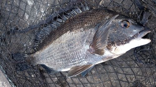 チヌの釣果