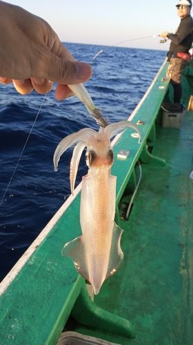 ケンサキイカの釣果