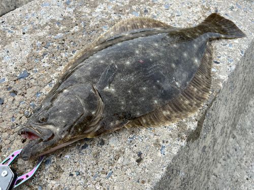 ヒラメの釣果