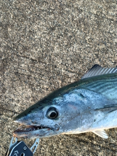 ハガツオの釣果