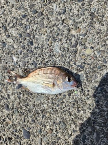 チャリコの釣果