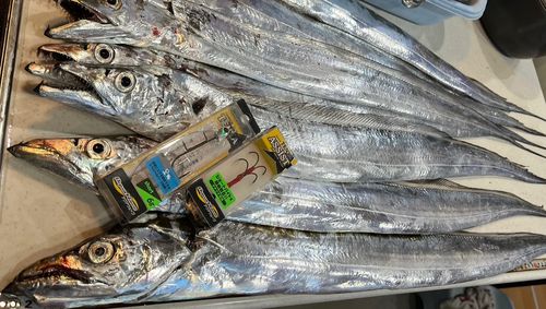 タチウオの釣果