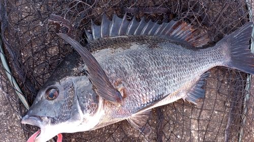 チヌの釣果