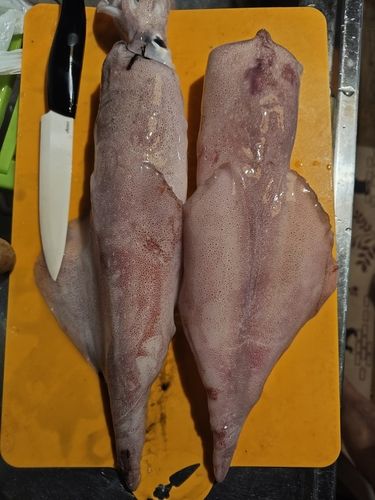 シロイカの釣果