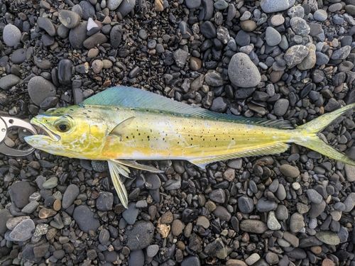 シイラの釣果