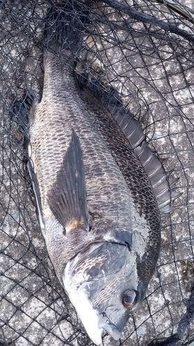 チヌの釣果
