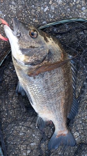 チヌの釣果