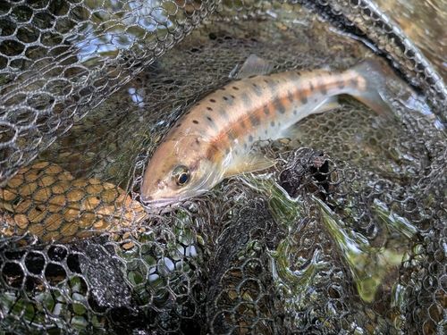 ヤマメの釣果