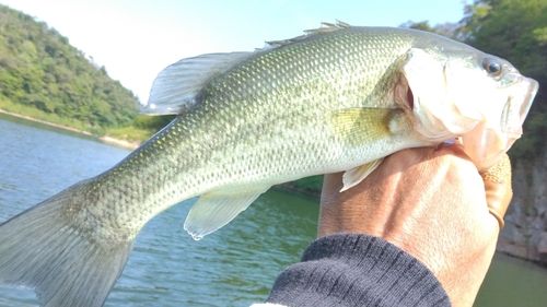 ラージマウスバスの釣果