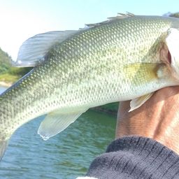 ラージマウスバス