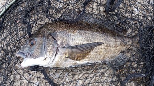 チヌの釣果
