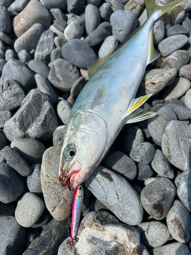 ワカシの釣果