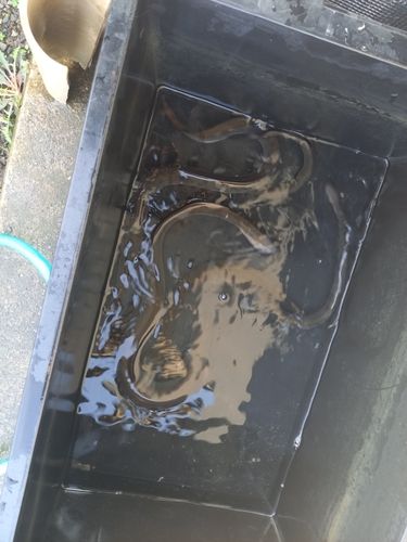 ウナギの釣果