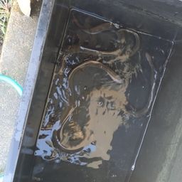 ウナギ