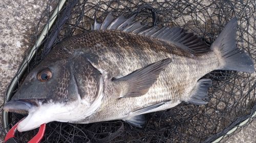チヌの釣果
