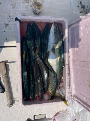 ツバスの釣果