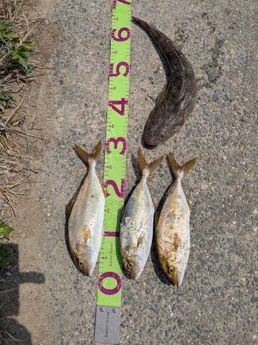ショゴの釣果
