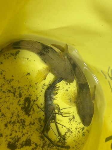 テナガエビの釣果