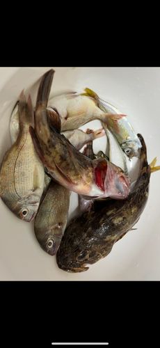 タイの釣果
