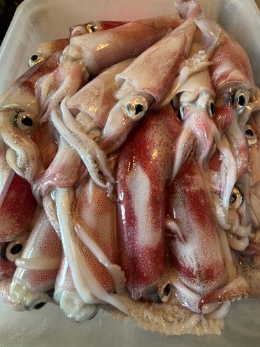 ヤリイカの釣果