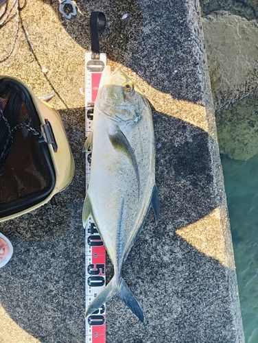 オニヒラアジの釣果